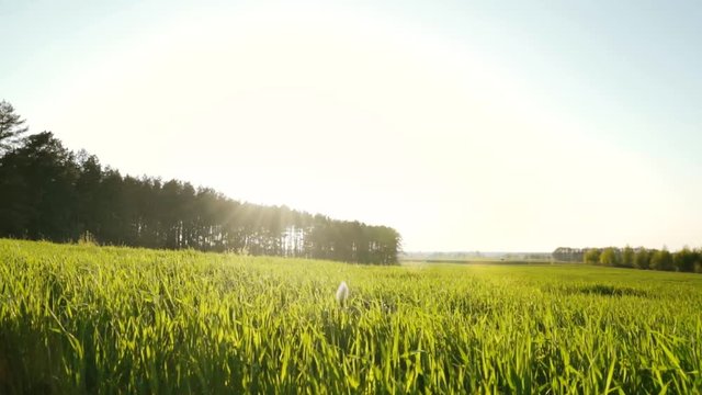 mongrel running on a young field of grain