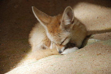 Fennec