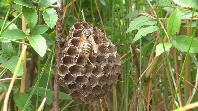 Heide-Feldwespen am Nest in der Eifel