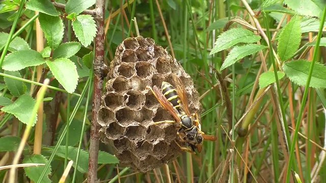 Heide-Feldwespen am Nest in der Eifel