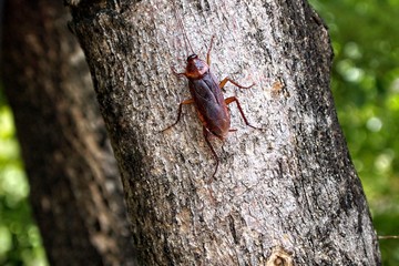 Cockroach