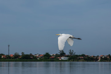 White heron, Ardea alba, having as background, a large pink stone, on the edge of the lagoon of Piratininga, Niterói, Rio de Janeiro, Brazil.