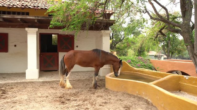 El caballo está tomando agua en el rancho.
