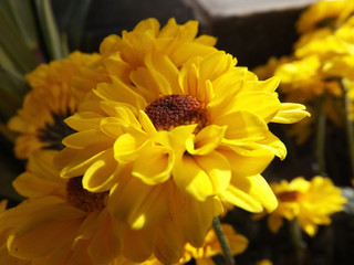 Warm-colored flowers 02