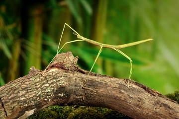 Stick insect or Phasmids (Phasmatodea or Phasmatoptera) also known as walking stick insects, stick-bugs, bug sticks or ghost insect. Stick insect camouflaged on tree. Selective focus, copy space