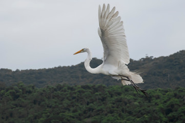 White heron, Ardea alba, having as background, a large pink stone, on the edge of the lagoon of Piratininga, Niterói, Rio de Janeiro, Brazil.