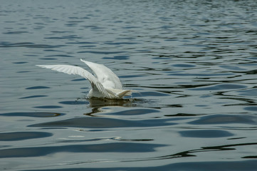 Groups of herons (Ardea alba) and diving bird (Nannopterum brasilianus) live together while...