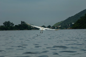 White heron, Ardea alba, having as background, a large pink stone, on the edge of the lagoon of Piratininga, Niterói, Rio de Janeiro, Brazil.