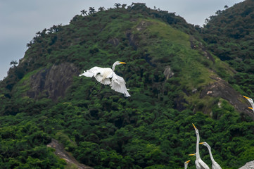 White heron, Ardea alba, having as background, a large pink stone, on the edge of the lagoon of Piratininga, Niter&oacute;i, Rio de Janeiro, Brazil.