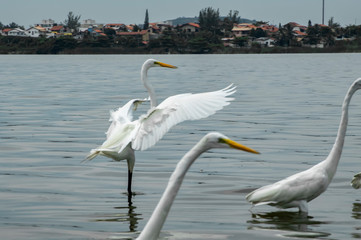 Elegant flight of the white egret (Ardea alba), against green background, of the tropical forest, where she lives, in Piratininga, Niterói, Rio de Janeiro, Brazil.