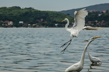 White heron, Ardea alba, having as background, a large pink stone, on the edge of the lagoon of Piratininga, Niterói, Rio de Janeiro, Brazil.