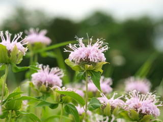 More Blooms Popping Up With Extreme Beauty