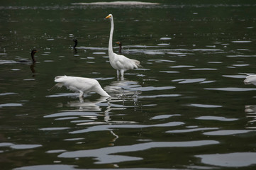 Obraz premium Groups of herons (Ardea alba) and diving bird (Nannopterum brasilianus) live together while fishing, feeding and resting in the lagoon of Piratininga, part of the tropical forest,Brazil.