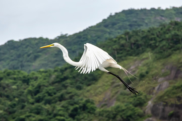 White heron, Ardea alba, having as background, a large pink stone, on the edge of the lagoon of Piratininga, Niterói, Rio de Janeiro, Brazil.