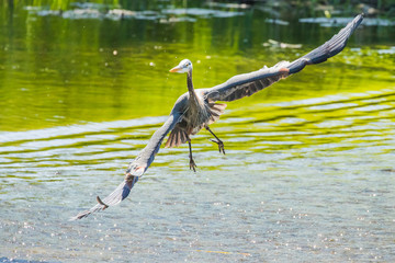 Great Blue Heron banking for a turn