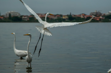 Obraz premium White heron, Ardea alba, having as background, a large pink stone, on the edge of the lagoon of Piratininga, Niterói, Rio de Janeiro, Brazil.