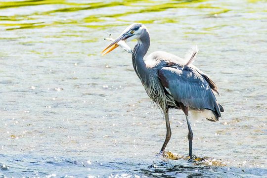 Great Blue Heron prepares to devour a fresh salmon smolt
