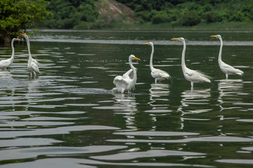 Groups of herons (Ardea alba) and diving bird (Nannopterum brasilianus) live together while fishing, feeding and resting in the lagoon of Piratininga, part of the tropical forest,Brazil.