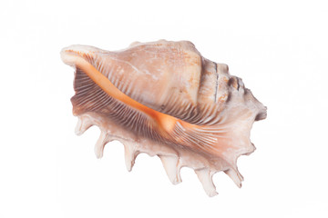 Sea Snail Shell - Isolated on White