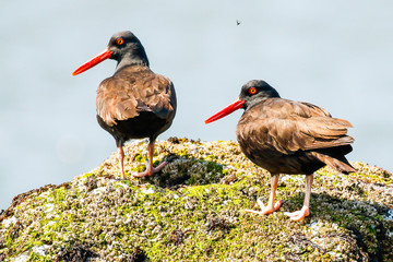 A Pair of Black Oystercatchers Rest on the Oregon Coast