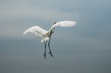 White heron, Ardea alba, having as background, a large pink stone, on the edge of the lagoon of Piratininga, Niterói, Rio de Janeiro, Brazil.