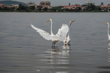 Groups of herons (Ardea alba) and diving bird (Nannopterum brasilianus) live together while fishing, feeding and resting in the lagoon of Piratininga, part of the tropical forest,Brazil.