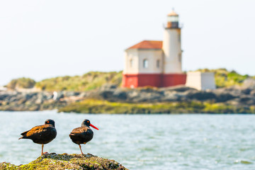 A Pair of Black Oystercatchers Watch over the Coquille River Lighthouse in Oregon