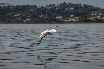 White heron, Ardea alba, having as background, a large pink stone, on the edge of the lagoon of Piratininga, Niterói, Rio de Janeiro, Brazil.