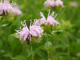 Beauty in Color, Delicate Structure and Bloom Display