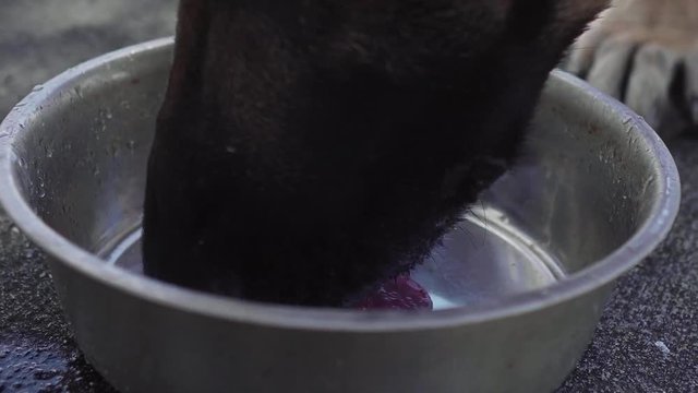 Close-up shot of German Shepherd drinking water from a metal bowl. Bright, sunny day.