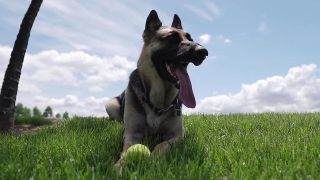 Slow motion shot of panting German Shepherd. Sunny day. The dog is lying on the grass with tennis ball in front of him.