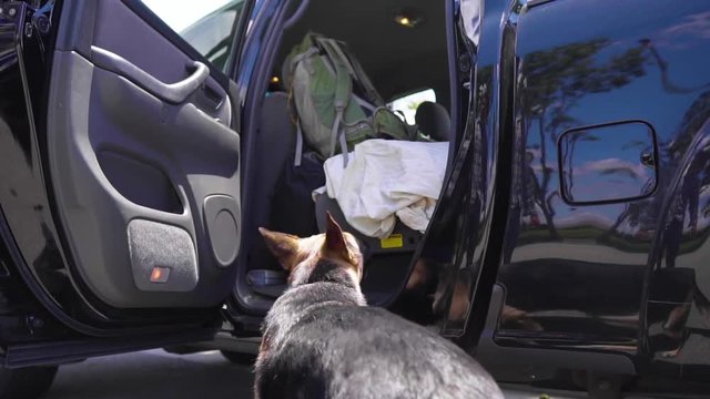 Slow motion of German Shepherd gracefully jumping into the back seat of a car.