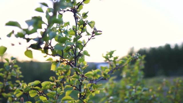 Tree swaying in calm wind in a forest in summer.