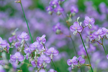 Field of purple flowers soft and blured for background.