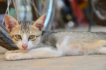 ラオスのシーパンドン最大の島　コーン島のムアンコーンで暮らす子猫