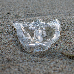 Box Jellyfilsh in Sand on the Beach