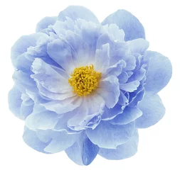 Fototapete Pfingstrosen Blue peony flower isolated on a white  background with clipping path  no shadows. Closeup.  Nature.  © nadezhda F