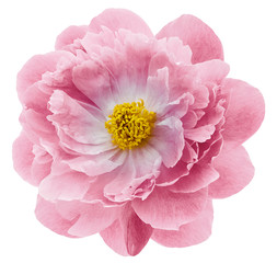 light pink peony flower isolated on a white  background with clipping path  no shadows. Closeup. ...