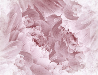 Floral  beautiful background. Pink peonies  and petals  flowers. Close-up. Nature.
