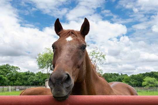 Closeup of Brown Horse Looking Over Metal Pipe Fence