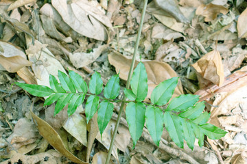 green leaf of fern with rock