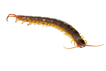 Image of centipedes or chilopoda isolated on white background. Animal. Poisonous animals.
