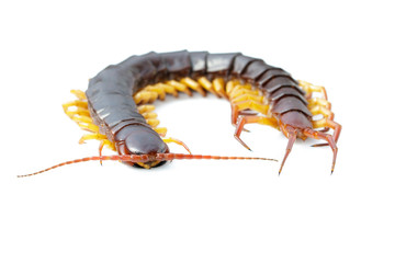 Image of centipedes or chilopoda isolated on white background. Animal. Poisonous animals.