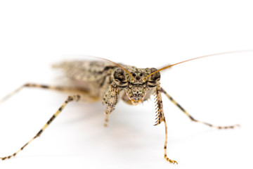 Image of Camouflaged bark mantis (Liturgusa sp.) on white background. Insect. Animal.