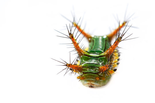 Image of Stinging Nettle Slug Caterpillar (Cup Moth, Limacodidae) "Green Marauder" on a white background. Insect. Worm. Animal.