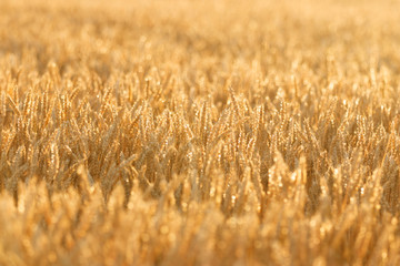輝く小麦畑