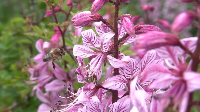 Bienen besuchen Diptam-Bl&uuml;ten