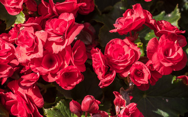 Close-up of beautiful red Begonia flowers blooming in the garden. Begonia flowers blooming background.