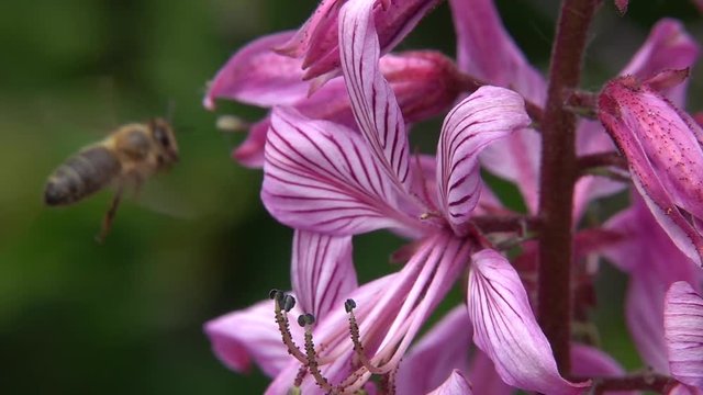 Bienen besuchen Diptam-Bl&uuml;ten