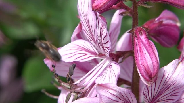 Bienen besuchen Diptam-Bl&uuml;ten
